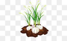 Try the latest version of bawang merah bawang putih 2016 for android. Bawang Putih Free Download Unduh Gratis Clip Art Roti Bawang Putih Computer Icons Portable Network Graphics Bawang Putih Free Download Gambar Png