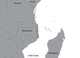 Image result for Chassalia umbraticola