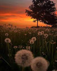 Free for commercial use ✓ no attribution. Dandelions Plants Trees Sunset Nature Hd Mobile Wallpaper Peakpx