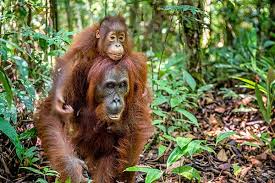 Tropical rainforest tropical rainforests form a lush, green band around the equator between the two latitudinal lines of the tropics of cancer and capricorn. 25 Beautiful Rainforest Animals You Should Totally Bookmark This List