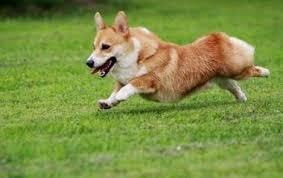 威爾斯柯基犬（welsh corgi） 是原產於英國威爾斯的品種 「柯基」在威爾斯語中是矮犬。 柯基犬是主動的絕佳的夥伴。 相當的聰明.是牧羊競賽&犬隻敏 捷競賽相當出色的參賽者。 (愛我!請以認養代替購買歐). å¨çˆ¾æ–¯æŸ¯åŸºçŠ¬ è'—åçŠ¬ç¨® å¨çˆ¾æ–¯æŸ¯åŸºçŠ¬å…±åˆ†å…©ç¨® å¡è¿ª è¯äººç™¾ç§'