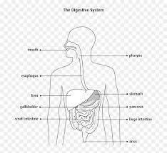 Please copy and share it with your friends. Digestive System Diagram Black And White Hd Png Download Vhv