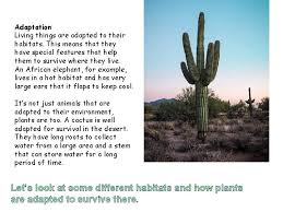 Plants that live in the desert cacti breathe through their stems at night, when its cool. Plant Adaptation Adaptation Living Things Are Adapted To