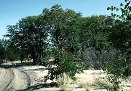 Image result for Colophospermum mopane