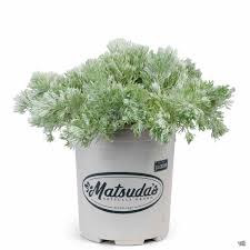 Image result for Artemisia sp.no.1