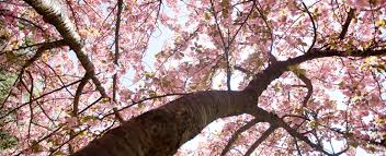 3 popular flowering cherry trees. Landslide 2010 Every Tree Tells A Story The Cultural Landscape Foundation