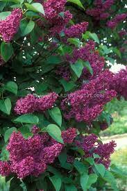 Lilacs 6648 Jpg 500 750 Spring Planting Flowers Flowering Shrubs Flower Stock Photography