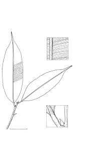 Image result for Rhabdophyllum arnoldianum