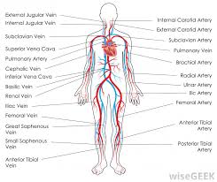 What Is Venous Hum With Pictures