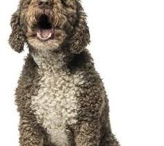 3 Ways To Identify A Spanish Water Dog - Wikihow Life