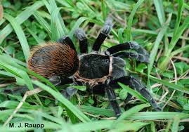 Image result for Pentarhopalopilia umbellulata