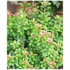 Image result for Pieris japonský little heath obrázek