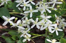 Check spelling or type a new query. Clematis Besondere Und Ausgefallene Sorten Wie Princess Diana Und Golden Tiara Im Pflanzenshop Native Plants
