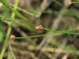 Image result for Eleocharis geniculata