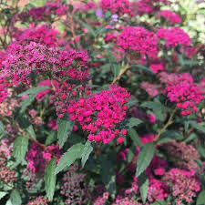 Image result for Spiraea bumalda