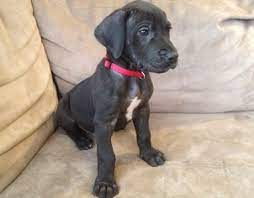 Cute male/ female great dane puppies available for sale. View Ad Great Dane Puppy For Sale Near Pennsylvania State College Usa Adn 15894
