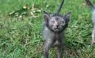 Lykoi Breeders - breedlist
