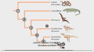 Chp 20 Bio Module Flashcards Quizlet