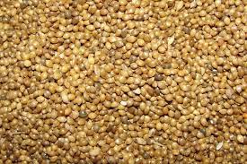 Is White Proso Millet A Good Birdseed Bird Seed Bird Seed Feeders Millet