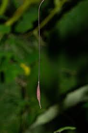 Image result for Thalictrum rhynchocarpum