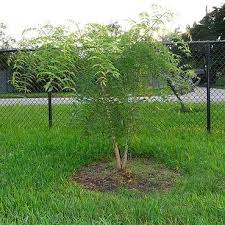 Image result for Kirkia acuminata