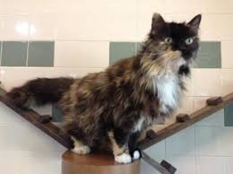 Domestic Long Hair Domestic Short Hair Cat For Adoption In Cedar Hill Kitten Adoption Cat Adoption Cats