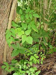 Regular pruning is important to keep this plant in check. Trumpet Vine Forest Garden