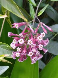 Image result for Cestrum × cultum