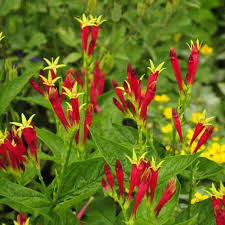 The indian national flower is designated as the lotus, and has special significance to the hindu where do flowers in india come from? Indian Pink For Sale Buy Spigelia Marilandica