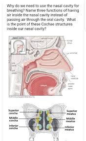 A recent study states that a human nose is able to recognize about 1 billion different odors. Solved Why Do We Need To Use The Nasal Cavity For Breathi Chegg Com