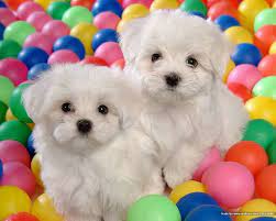 Maltese Bichon Frise Puppy Cute Dogs Baby Dogs