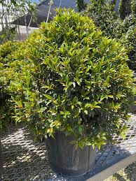 Image result for Eugenia capensis