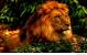 1080p Full Screen Lion Hd Wallpaper