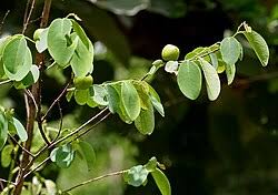 Image result for Cleistanthus schlechteri