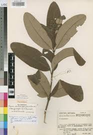 Image result for Ozoroa reticulata