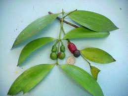 Image result for Nageia