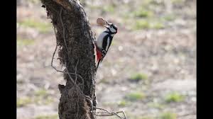 We designed and produced the first dp in 2003, and on that same year this car obtained the third position at the daytona 24 hours race. Picchio Rosso Maggiore Youtube