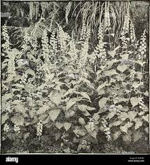 Image result for Coleus thyrsoideus
