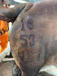 Charolais cattle are branded with hot iron brands, while angus and hereford cattle are branded with freeze brands. Cattle Branding Tips Vastrap Boran