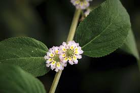 Image result for Lippia abyssinica