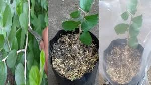 Cara Menanam Pohon Bidara Arab Dengan Batang Youtube