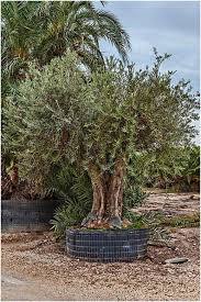 Palm Farm Catalogue Olive Trees Olive Trees For Sale Pool Plants Olive Tree