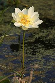The piece speaks of the blooming of a lotus. Amerikanische Lotosblume Wikipedia