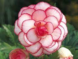 10 Begonia Flower Seeds Bulb Begonia Tuberosa Double Color First Picotee Begonias Love Home Garden Decor Diy Plants Flower Seeds Blooming Flowers Flowers