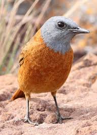 Brown Small Birds Of South Africa Cape Rock Thrush Monticola Rupestris At Marakele National Park South Africa Beautiful Birds Wild Birds Pet Birds
