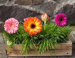 как ухаживать за герберой в горшке в домашних условиях Gerbera Komnatnaya Uhod V Domashnih Usloviyah Vyrashivanie Iz Semyan Cvetenie