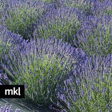Dried lavender flower introduction every piece of flower, is a manual picking, elaborate production, clean environmental protection, pl. Royal Velvet Dried Lavender Flowers In Bulk Quantity Grown In Bc