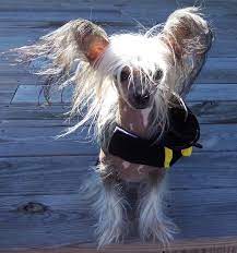 All ads will be posted on twitter and facebook! Wanted Still Looking For The Perfect Chinese Crested Who Knew This Would Be So Hard Chinese Crested Chinese Crested Dog Hairless Dog