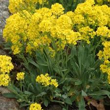 Image result for Aurinia