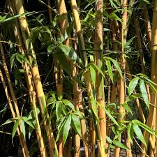 Bambou Conseils De Plantation Taille Et Entretien Le n°1 du mobilier et de la décoration en france → découvrez nos produits, nos solutions et conseils d'aménagement. bambou conseils de plantation taille